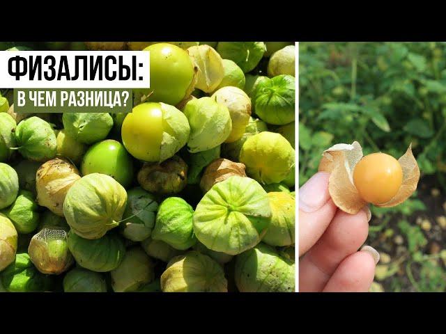 Физалис ягодный и овощной. В чем разница?