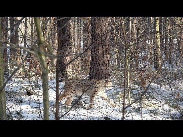 Beautiful moments with Lynx (2) - Exploring