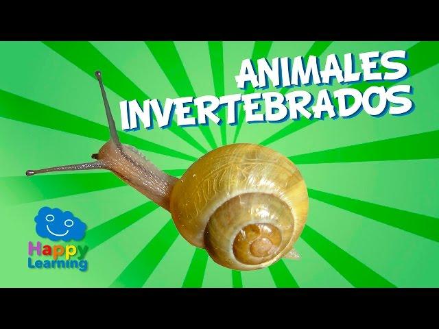 Animales Invertebrados | Videos Educativos para Niños