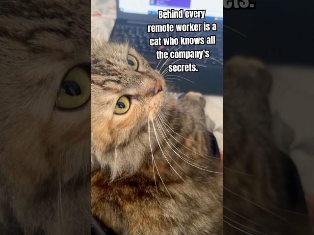 Confidential? Not in this house. I know everything. #workfromhome #mia #cats #savage