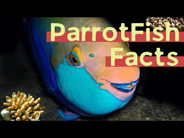 11 (New) Parrot Fish Facts You Didn't Know [Must Check #5]