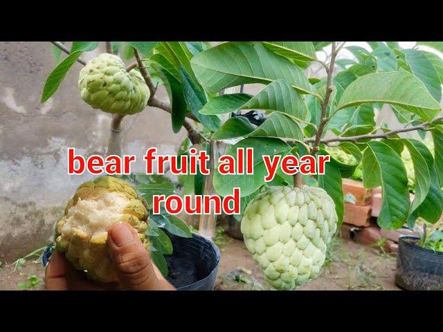 Sugar apples - fruit all year round if planted and made this way