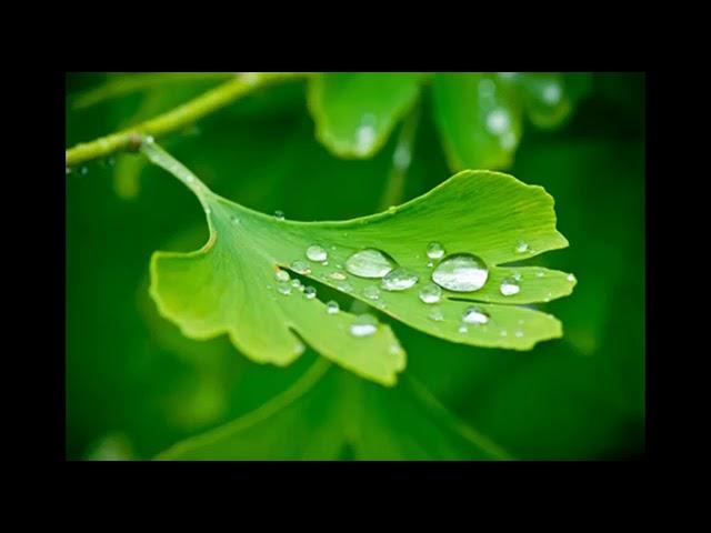 Ginkgo biloba Wirkung und Studien (deutsch)