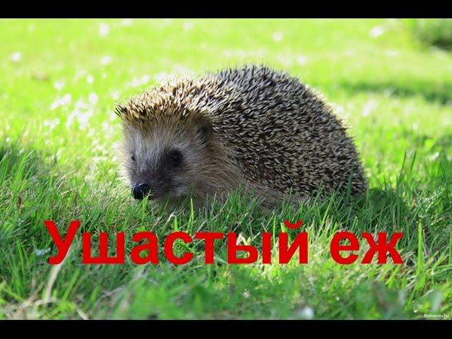 Ушастый еж — млекопитающее рода ушастых ежей.