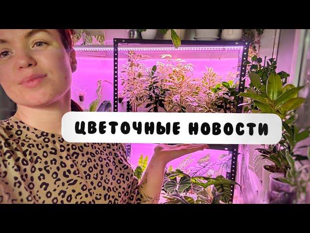 ЦВЕТОЧНЫЕ НОВОСТИ | Декабрь