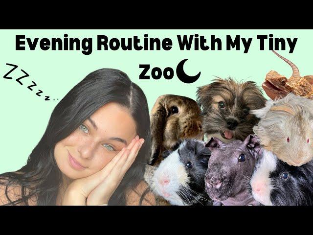 Evening Routine With My Tiny Zoo (Chaos as usual)