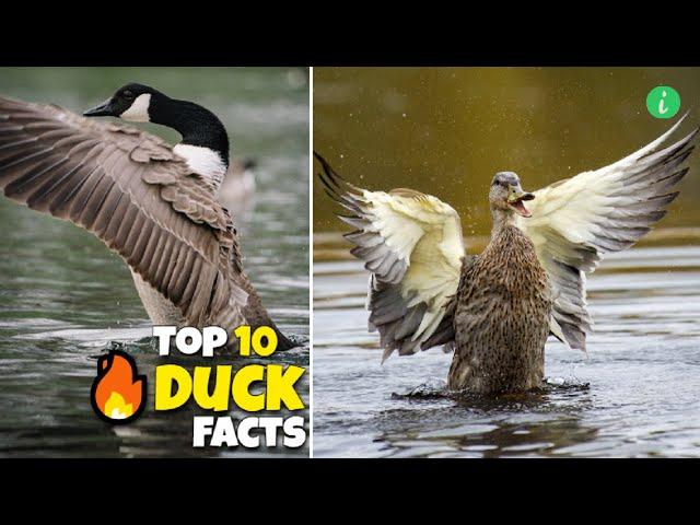 Duck: Top 10 Amazing Facts About Ducks | Duck Facts | Info Hifi