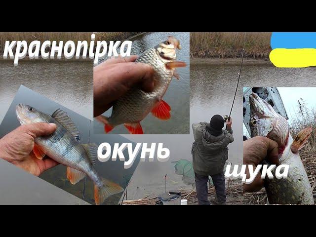 #Сула #Щука Краснопірка Окунь #РибачуЯкУмію