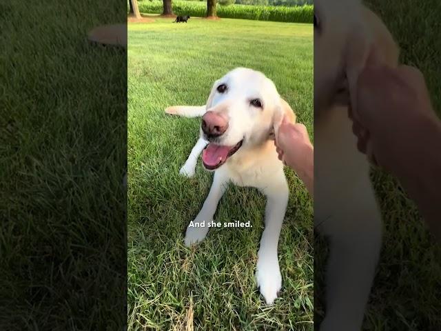 Grieving Dog Finds Love Again Thanks To This Cat | The Dodo