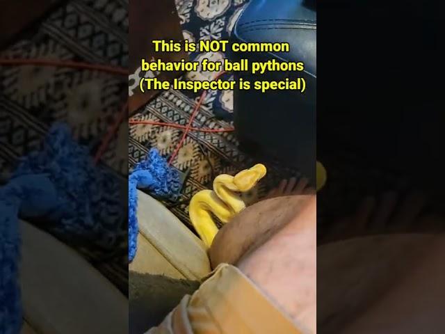 More CRAZY SNAKE behavior