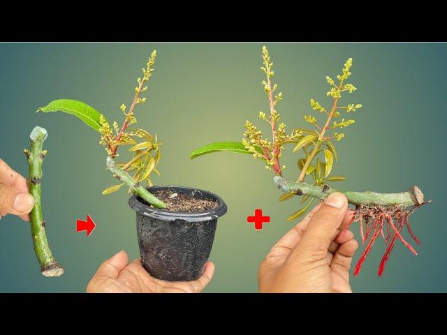 SUPER SPECIAL TECHNIQUE for propagating broken MANGO branches into trees from pumpkins