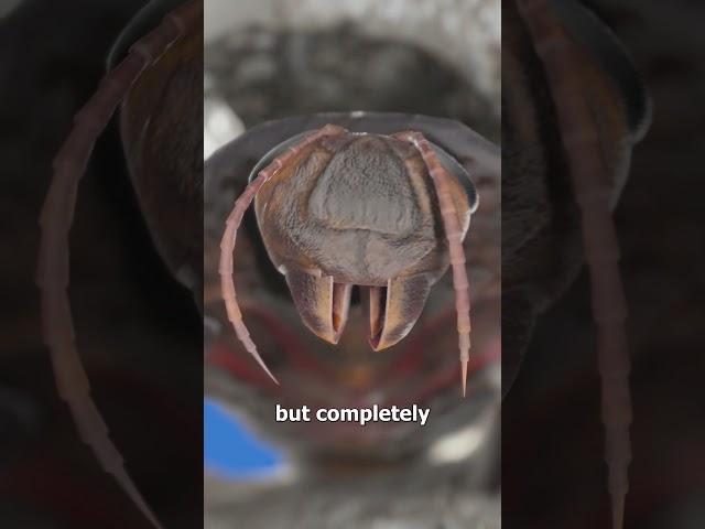 Turning Cockroaches Into Zombies 