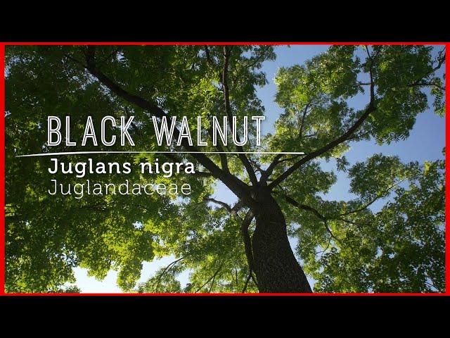 Meet BLACK WALNUT: Wild TASTY NUT & Anti-fungal REMEDY