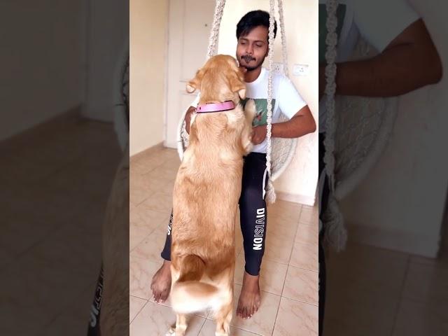 Dog lovers subscriber for more video #goldenretriever #reggie #dog