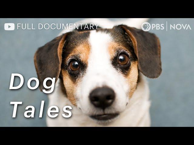 Dog Tales: How Dogs Became Man's Best Friend | Full Documentary | NOVA | PBS