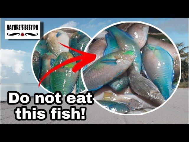 Parrot Fish Interesting Facts that you might didn't know | Nature's Best Ph