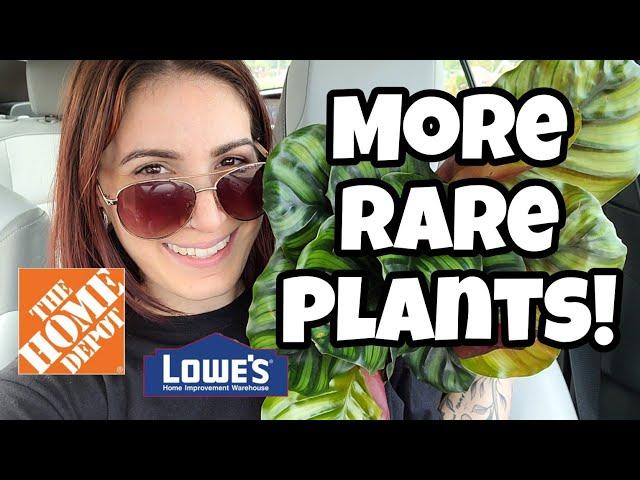 EVEN MORE RARE PLANTS!!  Proven Winners New Relseases + More at Home Depot & Lowe's in Littleton NH