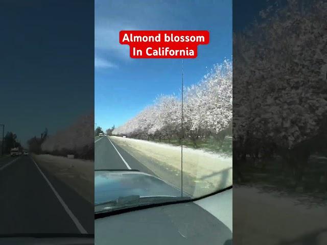 #almondblossom #centralValleyCalifornia