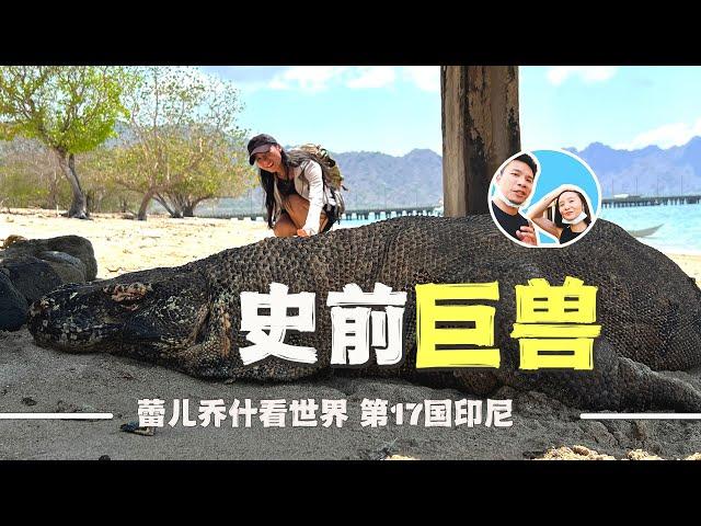 Meet the prehistoric giant Komodo dragon in Indonesia