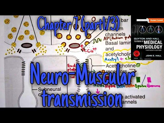 Neuromuscular transmission - chapter 7 (part 1/3) - Guyton and hall text book of medical physiology.