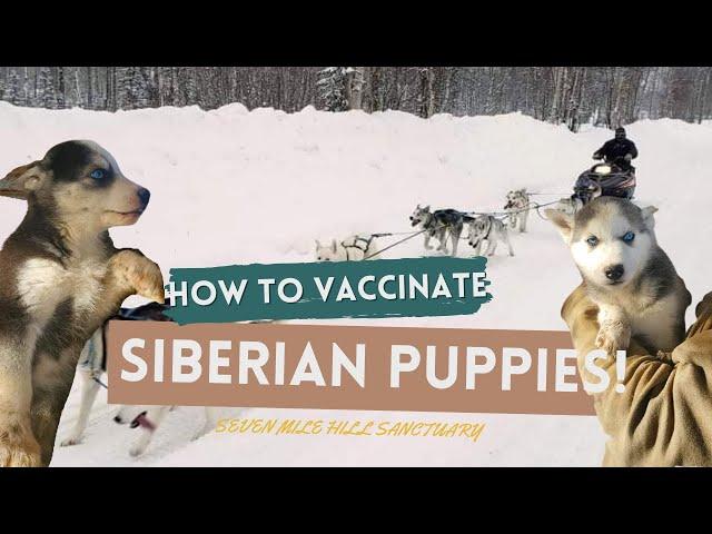 HOW TO VACCINATE SIBERIAN PUPPIES!