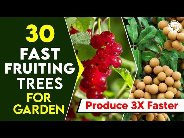 Top 30 Quick Fruiting Plants for Home Garden | Best Fruit Trees That Produce Fruit Very Fast