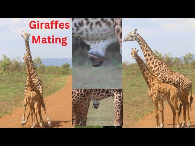 Giraffes Mating | Courtship behavior | Giraffe mating process |  Akagera National Park, Africa