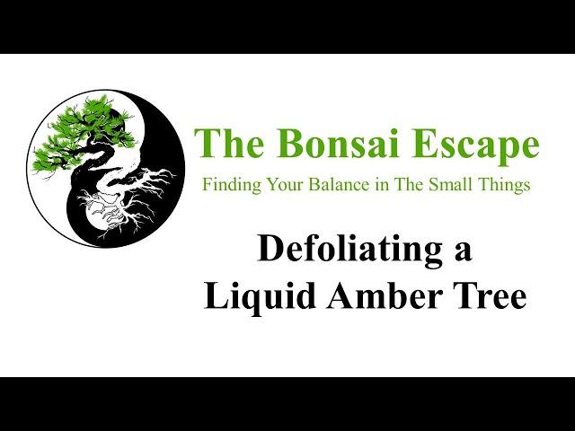 Defoliating Liquid Amber Bonsai Tree