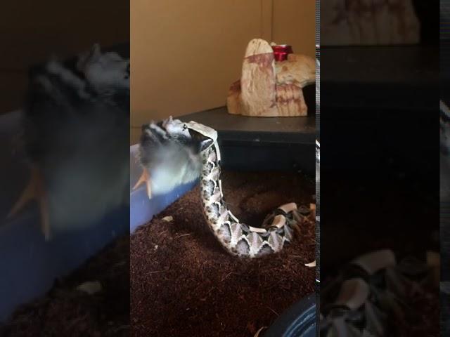 Gaboon Live Feeding Video Graphic Content Highonsnakes Death by venom Africa's Deadly Dozen WAG