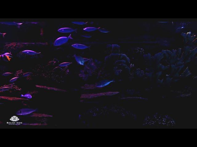 Dark Aquarium with Beautiful Fish | Relaxing Water Stream Noise | 10 Hour Sleep Sound