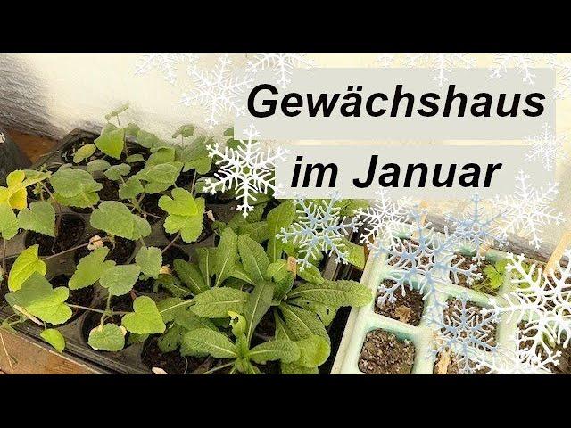 Gewächshaus im Januar - Blumen vorziehen im Winter I 2 jährige Blumen aussäen