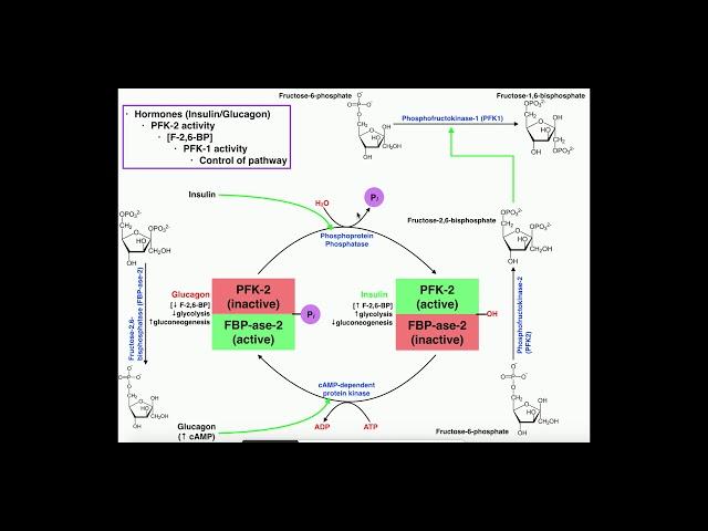 Glycolysis | Regulation of PFK-1/Glycolysis Via PFK-2 Activity