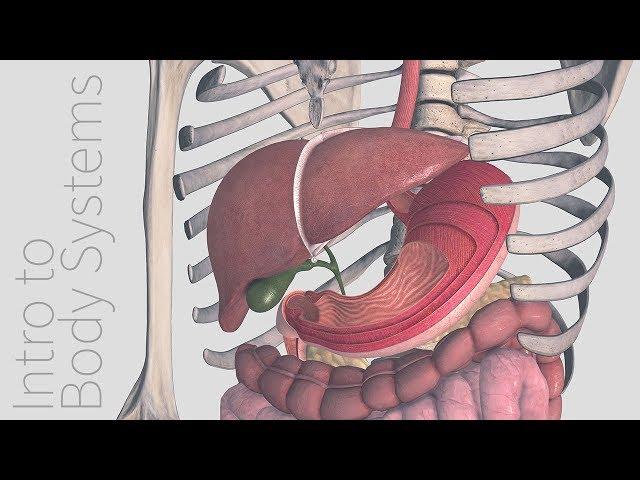 Introduction to the Digestive System -  Animated Tutorial | Complete Anatomy