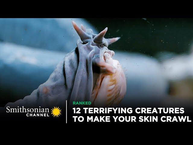 12 Terrifying Creatures To Make Your Skin Crawl | Smithsonian Channel