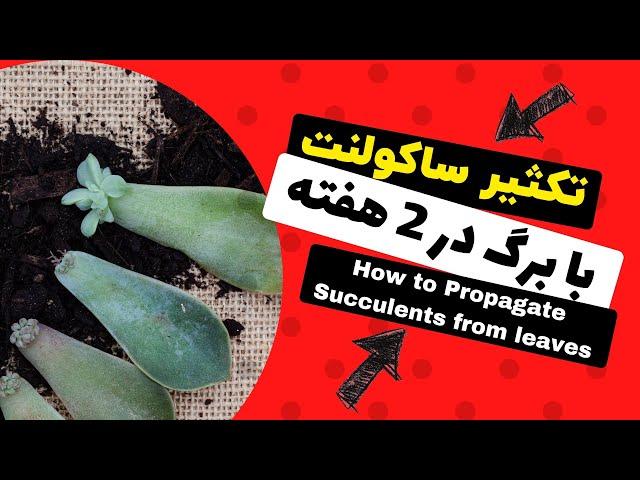 راحت ترین روش تکثیر ساکولنت از طریق برگ در 2 هفته | Succulent propagation