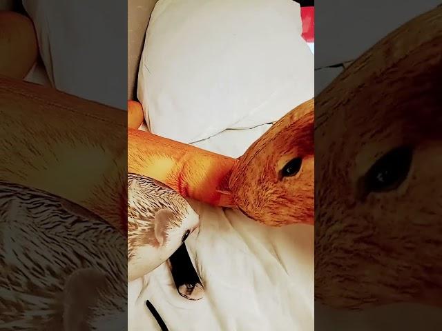 не удобно снимать в поезде-_- #прикол #бибизяны #мем #блоптоп #миша #попугай #гусь #блоп #актив
