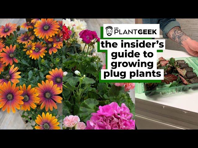 The insider's guide to growing plug plants | Mr Plant Geek