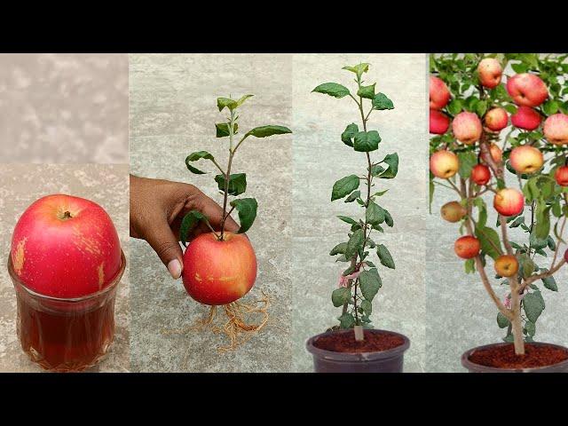 Grow apple tree from apple at home  -  very unique skill