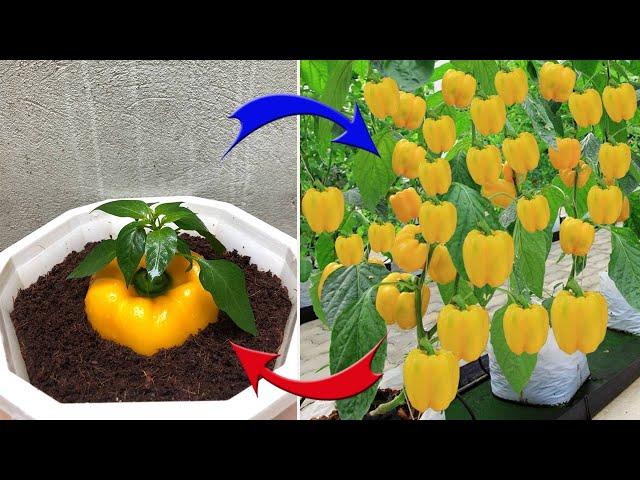 This farmer's TECHNOLOGY for breeding plants from FRUIT is AMAZING | Relax Garden