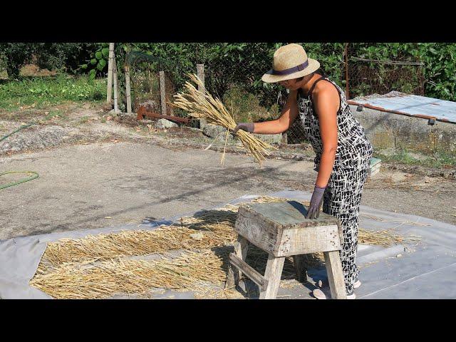 MASSA FRESCA COM TRIGO DO CAMPO VIDA RURAL(ASMR)