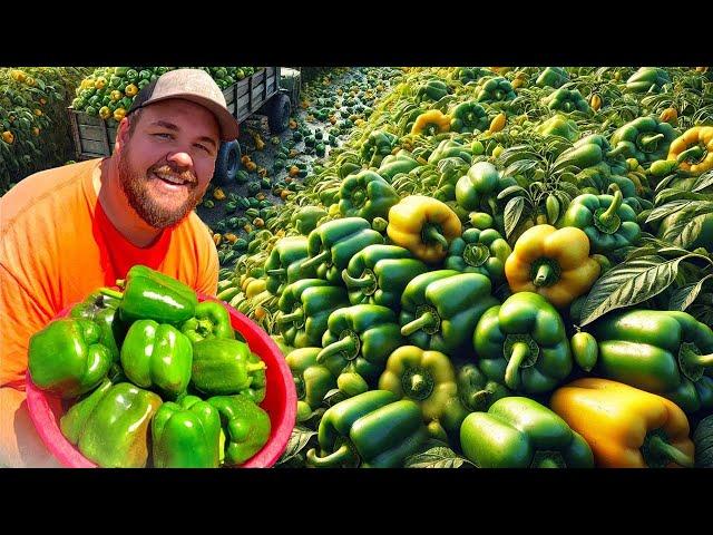 How A 6th-Generation American Farmer Harvests Millions Of Pounds Of Fruits And Vegetables