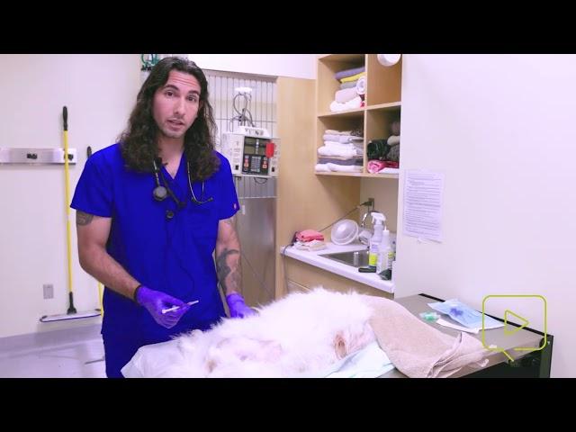 How to Place Intraosseous Catheters