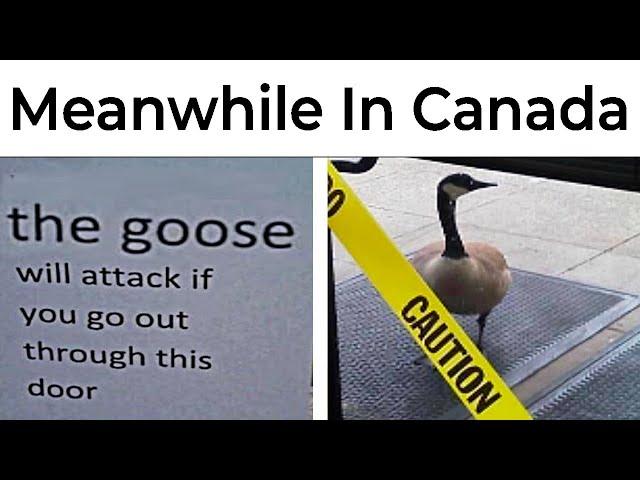 Memes About Canadians