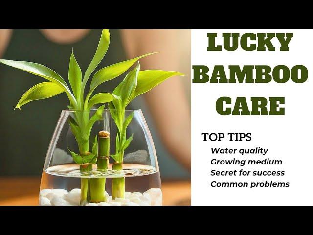 How to prevent lucky bamboo turning yellow in water (LUCKY BAMBOO IN WATER GROW & CARE TIPS)