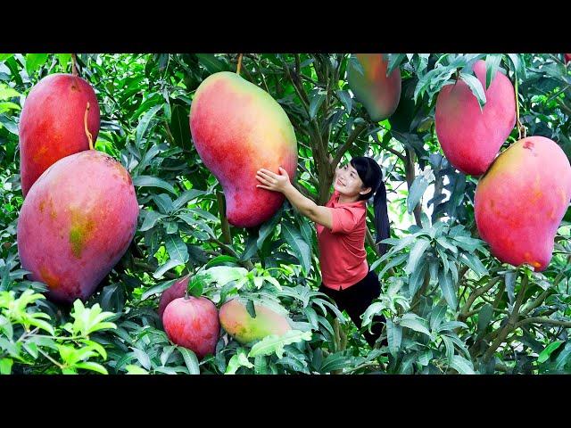 How to Harvest Pink Mango, Goes To The Market Sell - Harvesting and Cooking | Tieu Vy Daily Life