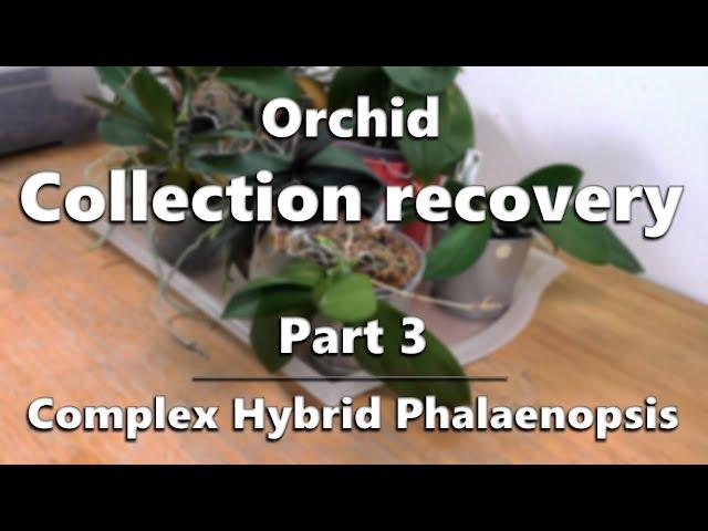 Orchid Collection Recovery - Part 3: Complex Hybrid Phalaenopsis