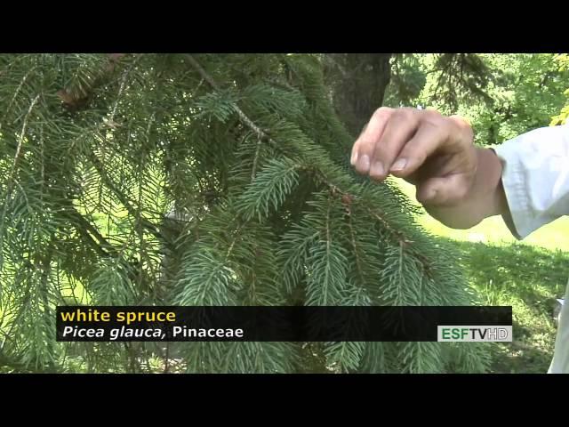 Trees with Don Leopold - white spruce