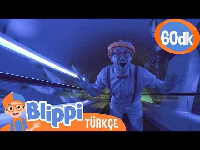 Blippi Bir Akvaryumu Ziyaret Ediyor  | Blippi Türkçe - Çocuklar için Eğitici Videolar