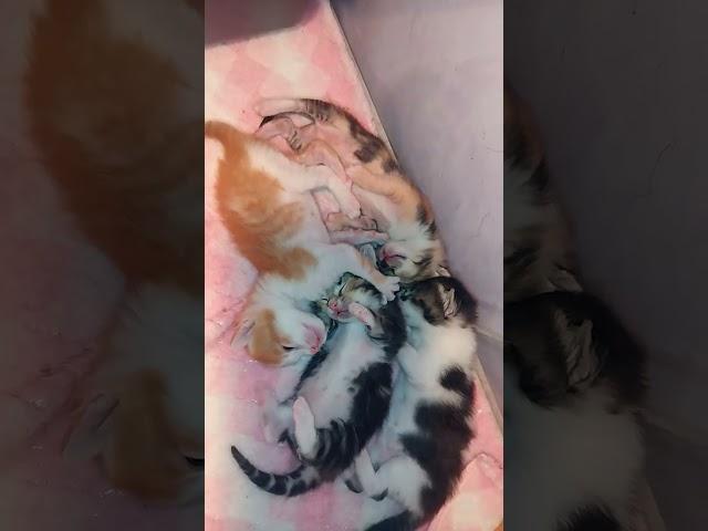 Beben Cat House: The Most Adorable Cat Family - 680