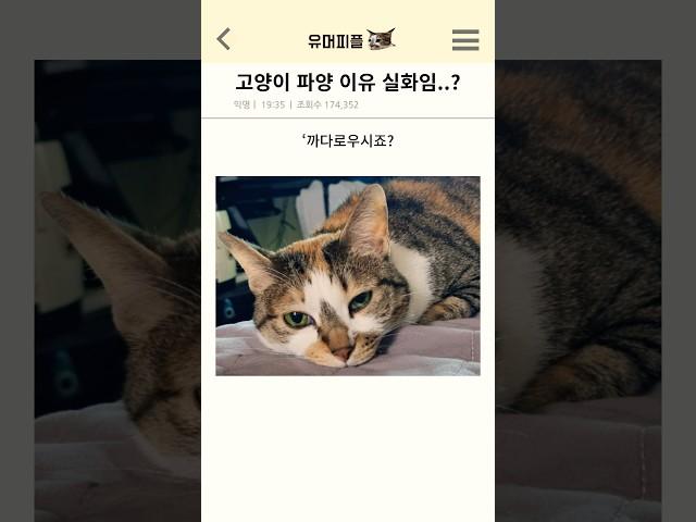 고양이 파양 이유 실화임..?